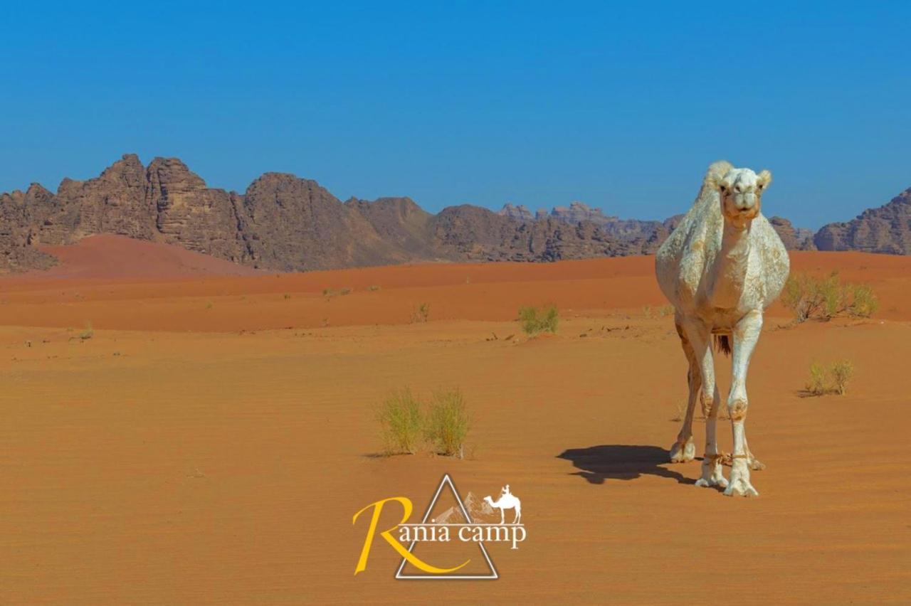 Hotel Rania camp Wadi Rum Zewnętrze zdjęcie